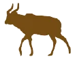 Sitatunga