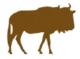 Wildebeest